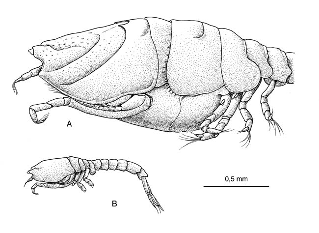 Cumopsis goodsir