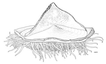 Velella velella